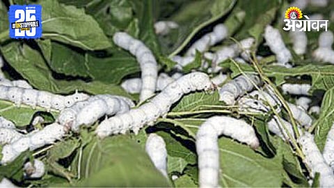 Silk Worm