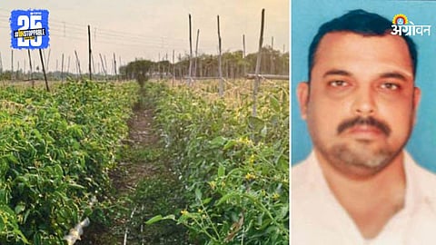 Tomato Farming