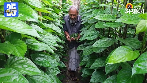 Betel Leaf Farming