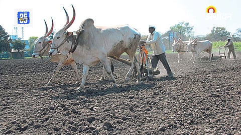 Kharif Sowing 2025