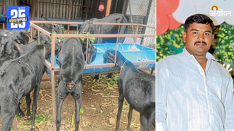 Goat Farming