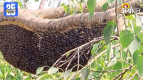 Honey Bee
