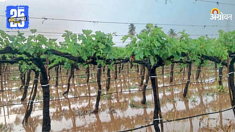 Rain Crop Damage