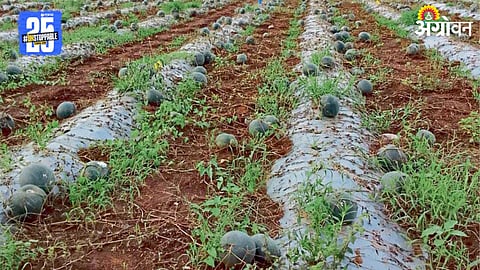 Watermelon Crisis