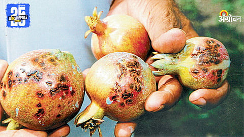 Pomegranate Disease