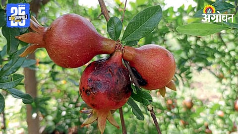 Pomegranate Disease