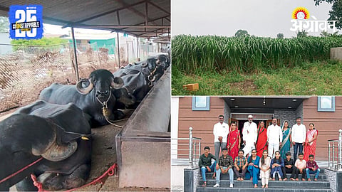 Dairy Farming