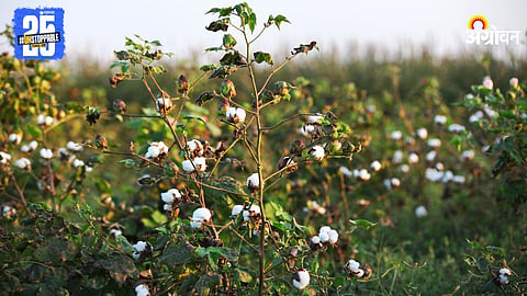 Cotton Farming