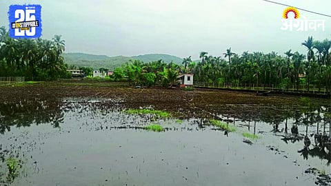 Paddy Farming