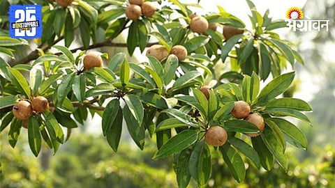 Chikoo Orchard