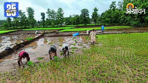 Paddy Farming