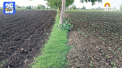 Kharif Sowing