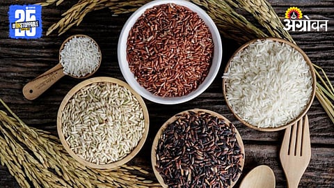 Paddy Variety