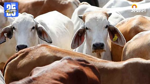 Cow Conservation Day