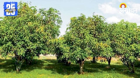 Fruit Crop Insurance