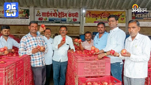 APMC Market