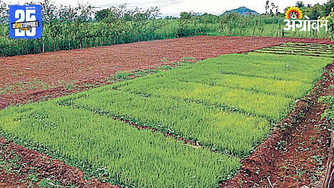 Crop Advisory
