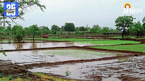 Paddy Plantation