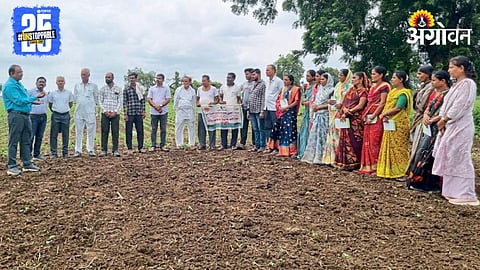 Cucumber Farming