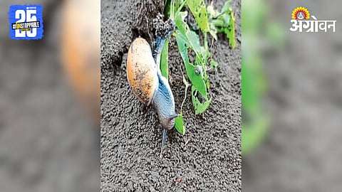 Paddy Snail Attack