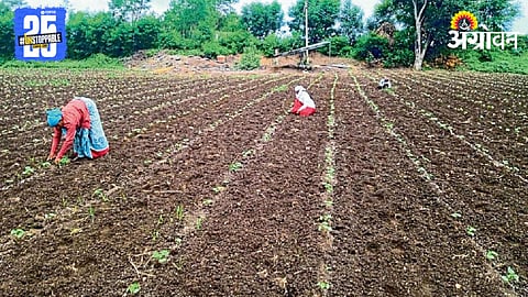 Kharif Sowing