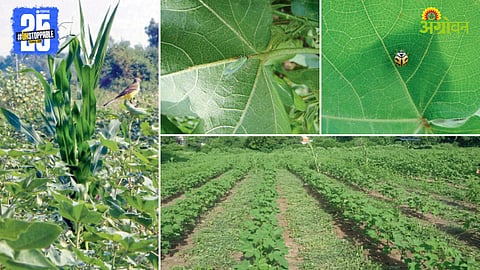 Cotton Farming
