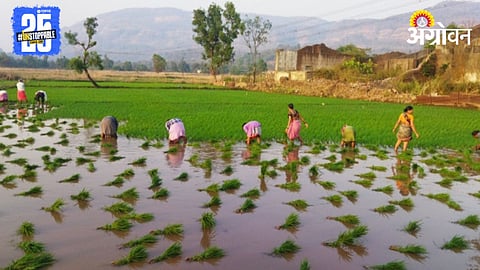 Paddy Farming