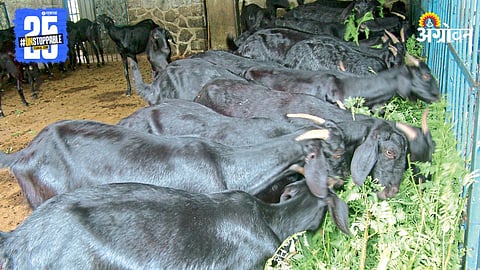Goat Farming