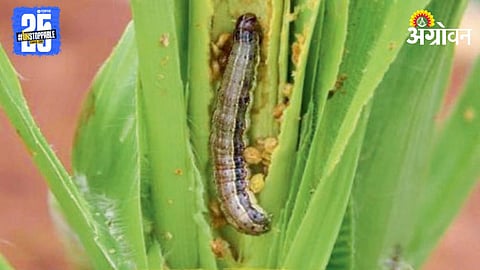 Maize Armyworm