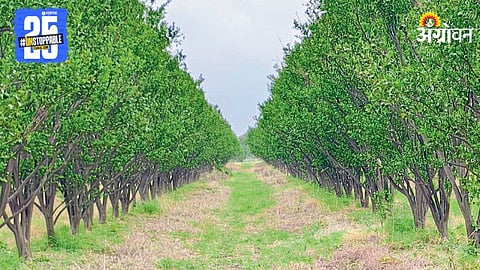 Citrus Farming