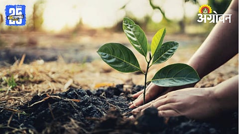 Tree Plantation