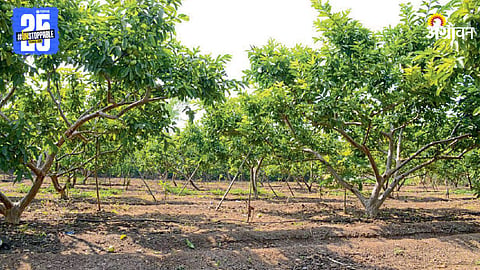 Fruit Crop Orchard