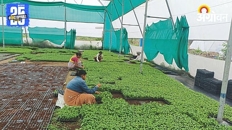 Nursery Business