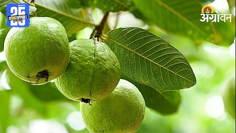 Guava Farming