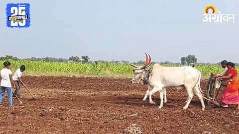 Re-Sowing Crisis