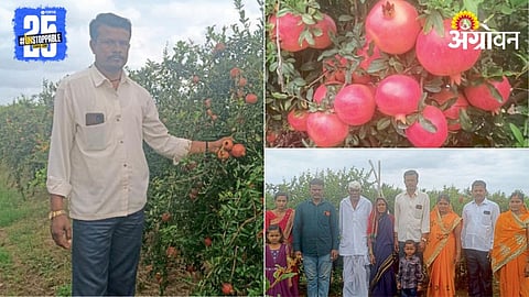 Pomegranate Farming