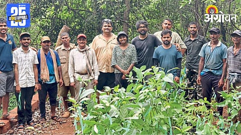 Tree Plantation