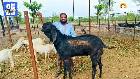 Goat Farming Success