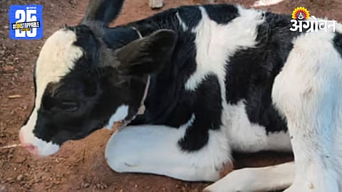 Hybrid Calves