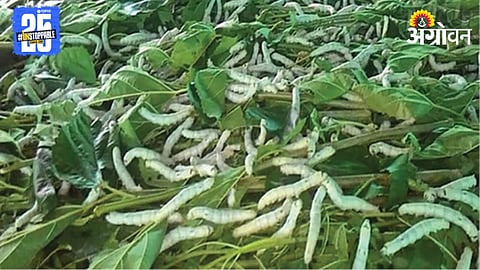Silk Farming