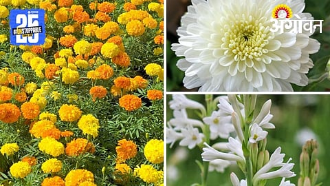 Flower Farming