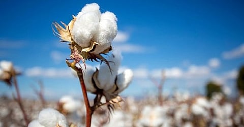 Cotton Rate