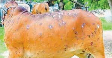 Lumpy Skin