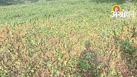 Soybean Crop Damage