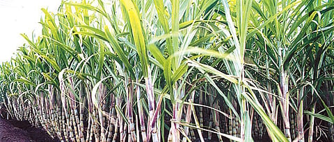 Sugarcane Rate