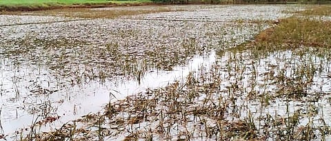 Crop Damage