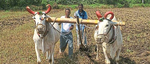 Rabi Sowing