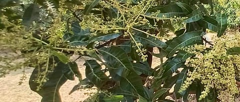 Mango Diseases