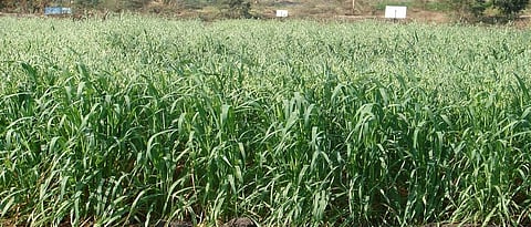 The first phase of e-crop survey was successful