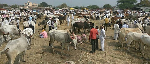 Livestock Market